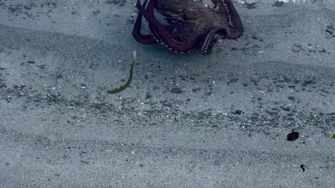 Octopus Came to Say Hello