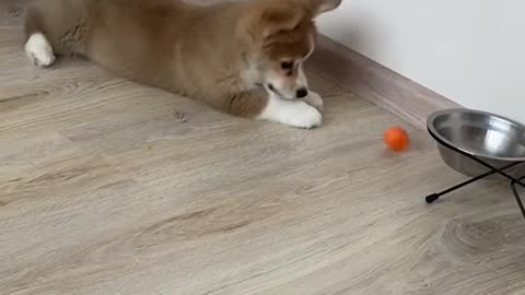 He loves to play with the ball