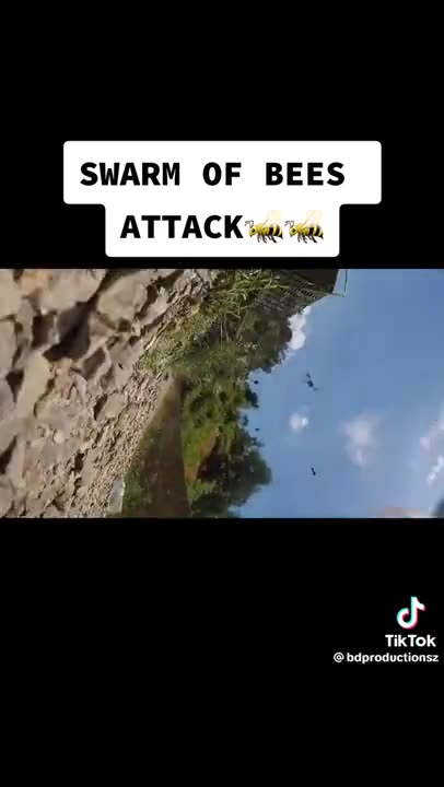 Bees Attack People