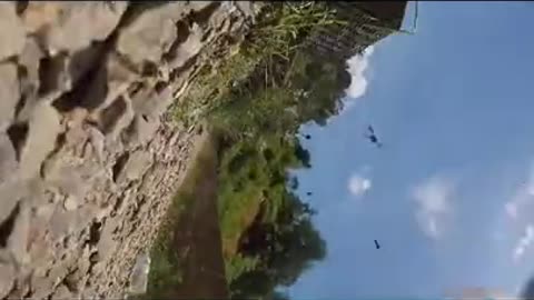 Bees Attack People
