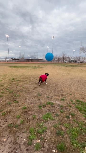 Boxer Bouncing Ball Knows No Gravity