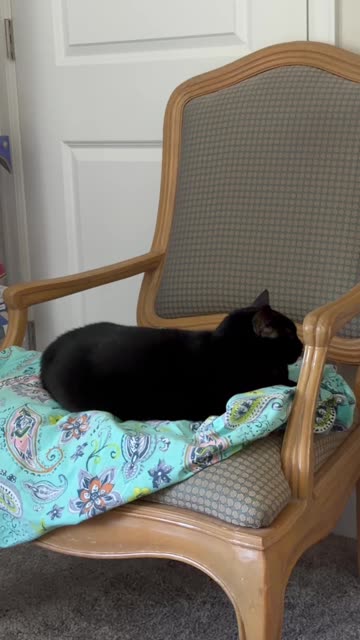 Cute Precious Piper Holds the Pose - My Adopted Shelter Cat Vlog #shorts