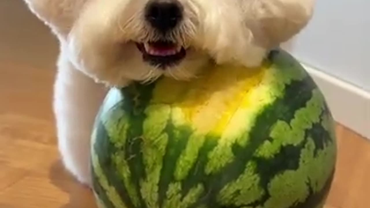 Bark & Meow: The Funniest Pet Antics of 2025! ๐ถ๐นโจ