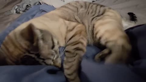 Unbelievably Cute Cat Relaxing in the Most Adorable Way!