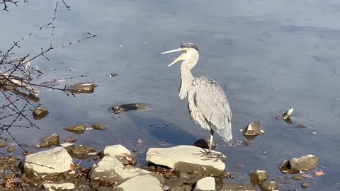 Great Blue Heron on the bank of the Humber River