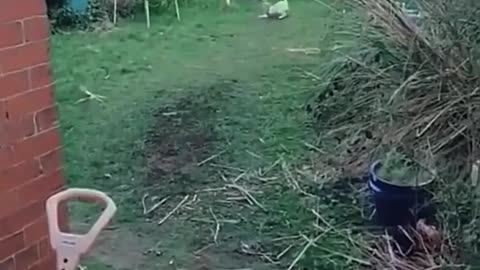 #funny #animal #humor #cats #dogs #rumble #viral #trending 006