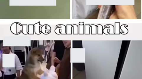 Enternainment