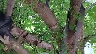 🤣🍡 Meet Mochi, the Adorable Fluffball! | FunFM