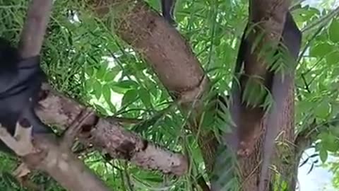 🤣🍡 Meet Mochi, the Adorable Fluffball! | FunFM