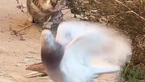 cat catches a pigeon