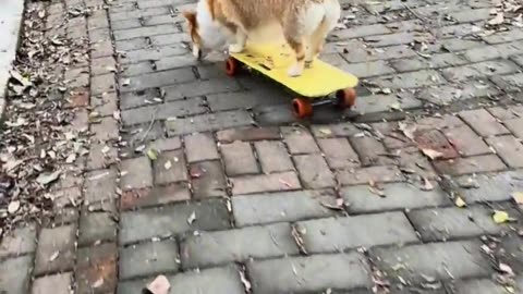 Playing skateboard like this, the dog didn't fall off.