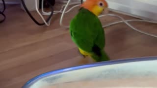 🤣🐰 Mopin’ or Hopin’? You Have to See This! | FunFM