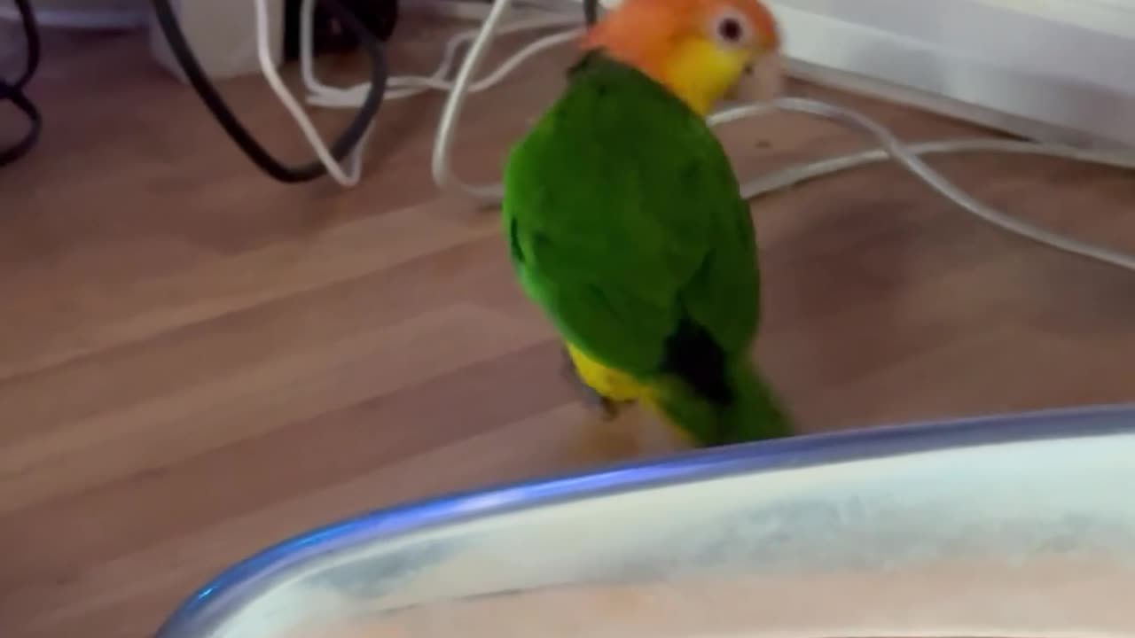 š¤£š° Mopinā or Hopinā? You Have to See This! | FunFM