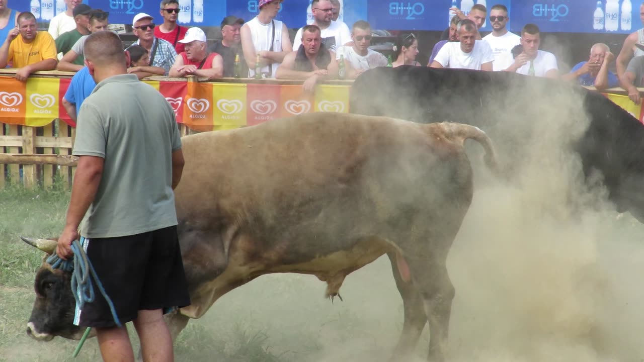 Jelenko od Smole vs Sultan od Braće Rakulj Grđevac 2024