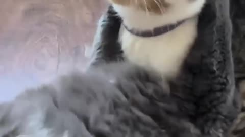 Cute cat video