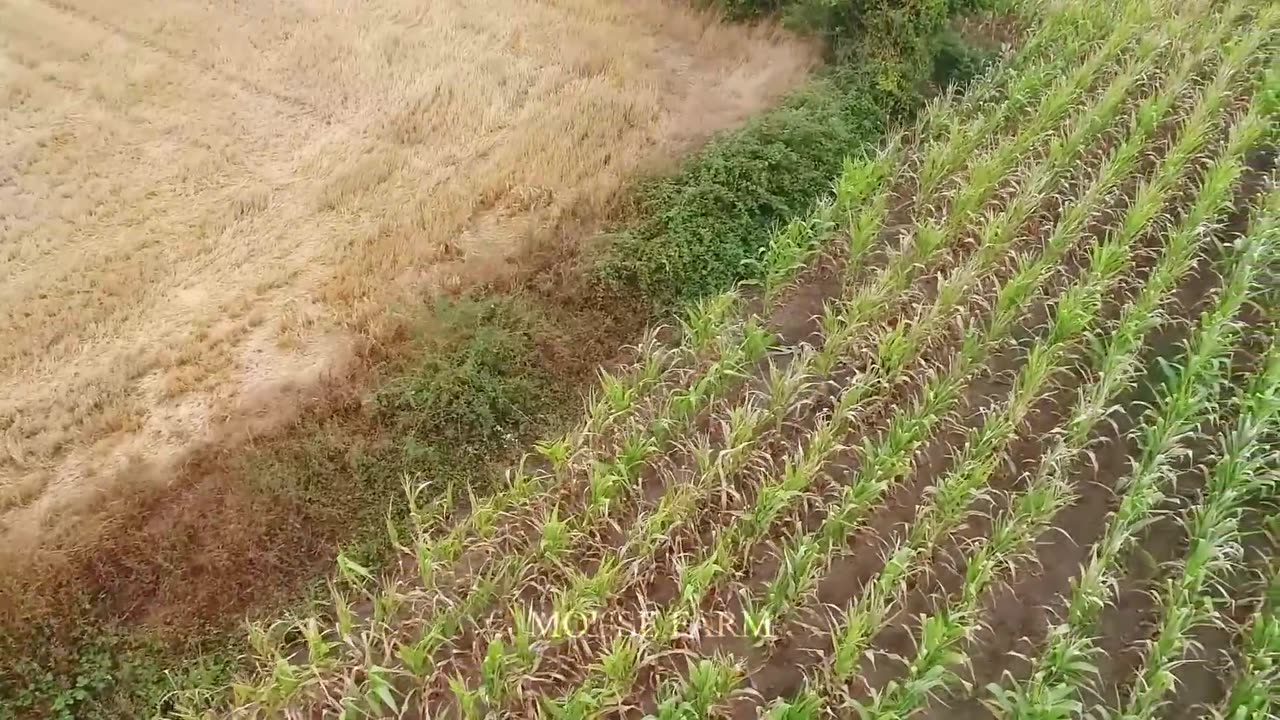 How Texas Farmers Deal With Millions Of Giant Wild Boar Invading Corn Fields