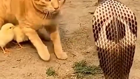 Cat vs snake