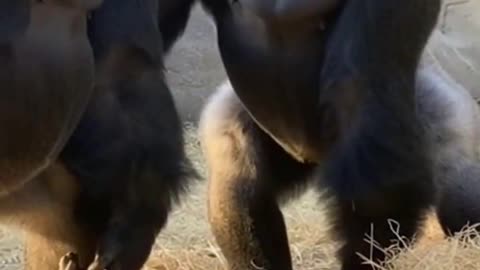 Mom gorilla is clearly the chief of the family