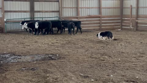 Charlie, 12/28/2025-3