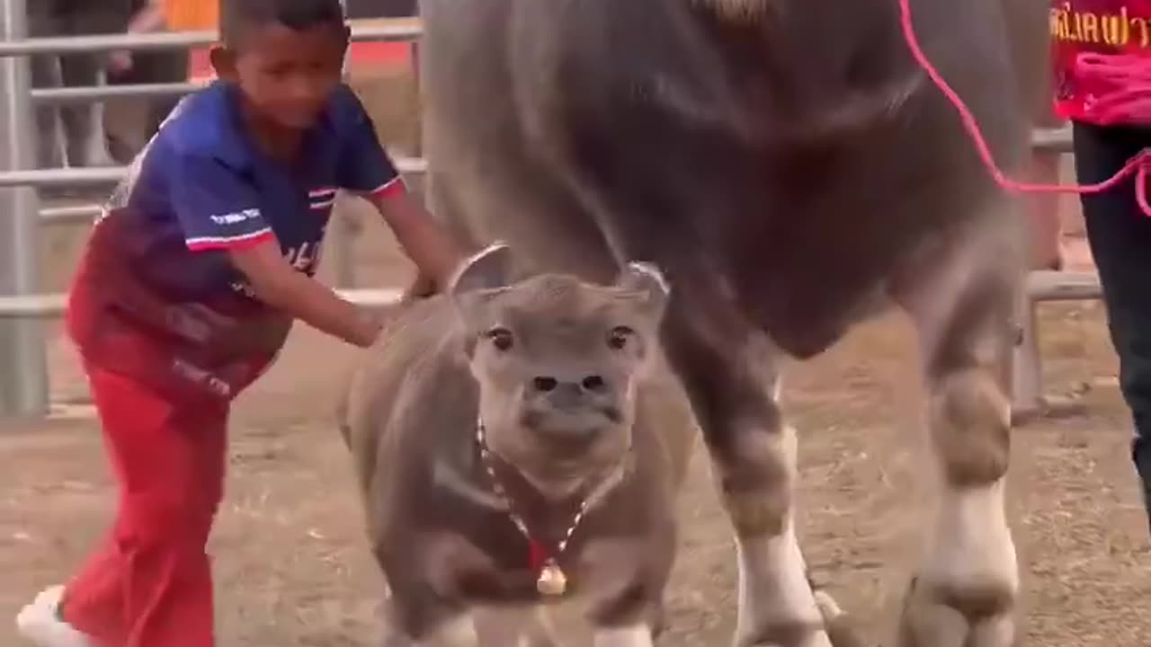 the baby buffaloes are so cute.🐮😂