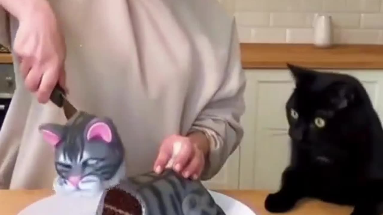 Top Best Scenes 👌🏻🤣🤣😂