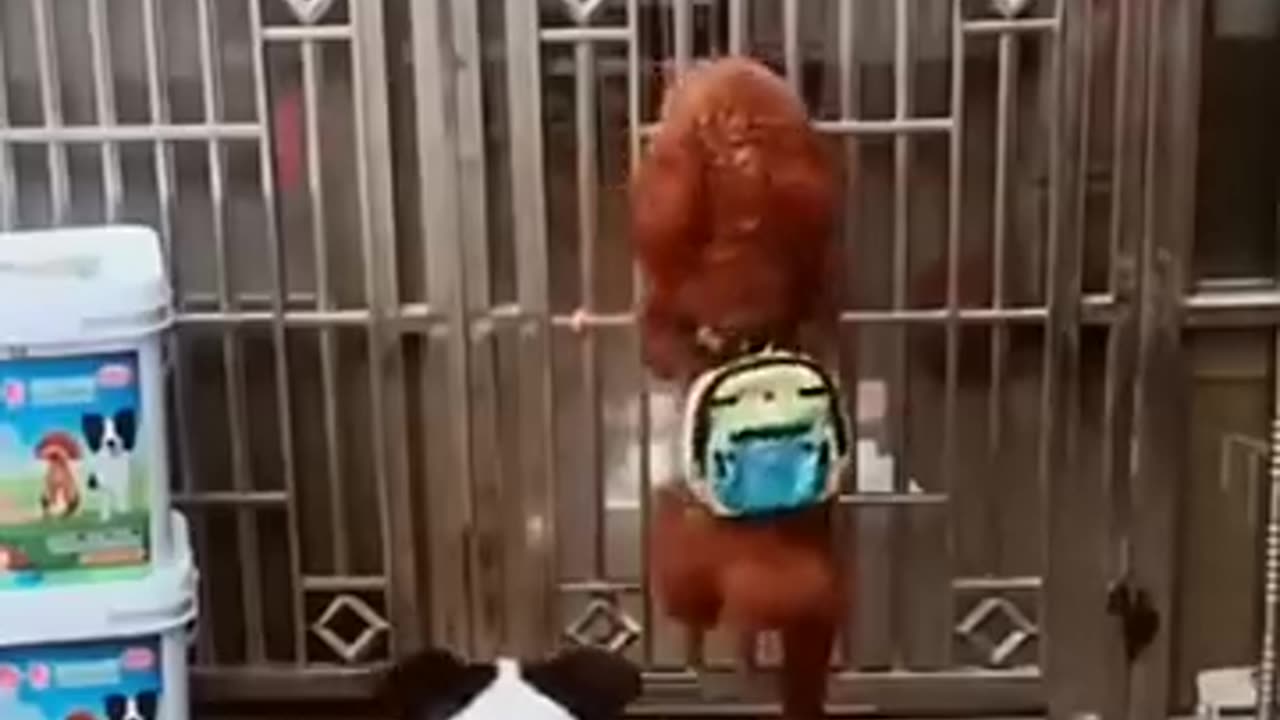 Funny pets