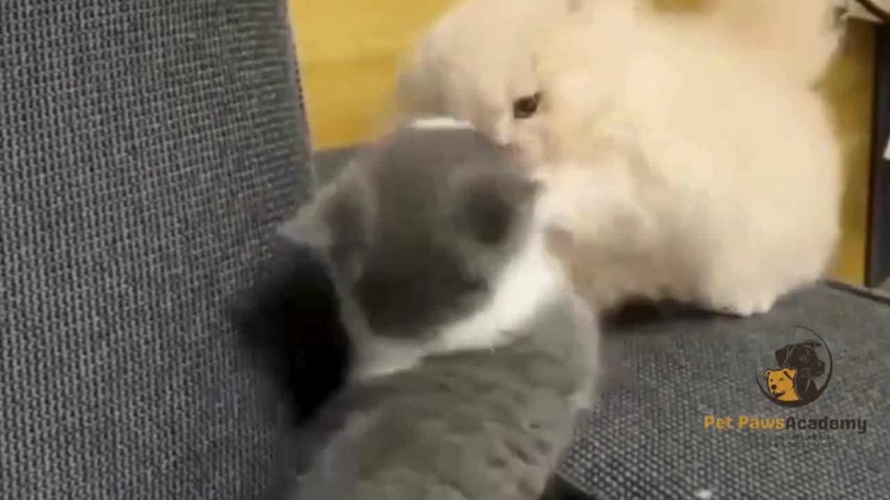 Cutest Cat Fight Ever!
