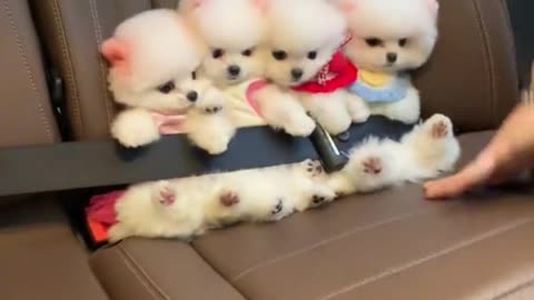 Carpool of Fluff 😍🐾 The Safest (and Cutest) Passengers Ever!