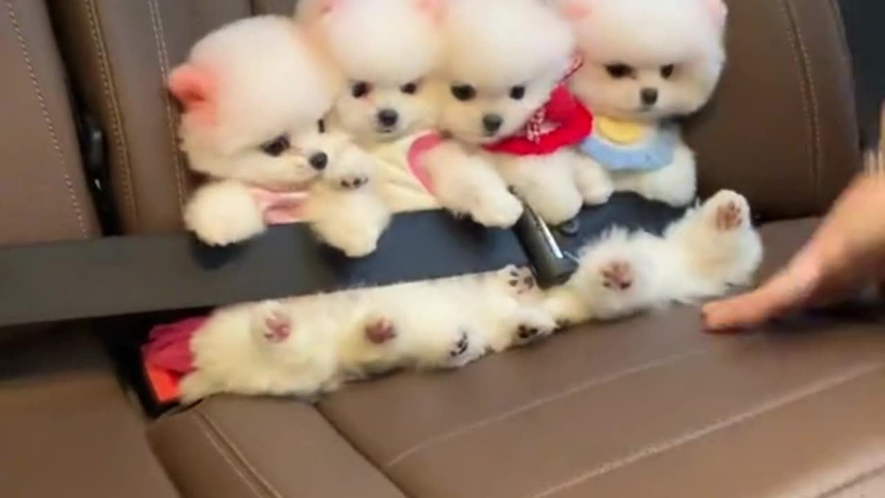 Carpool of Fluff 😍🐾 The Safest (and Cutest) Passengers Ever!