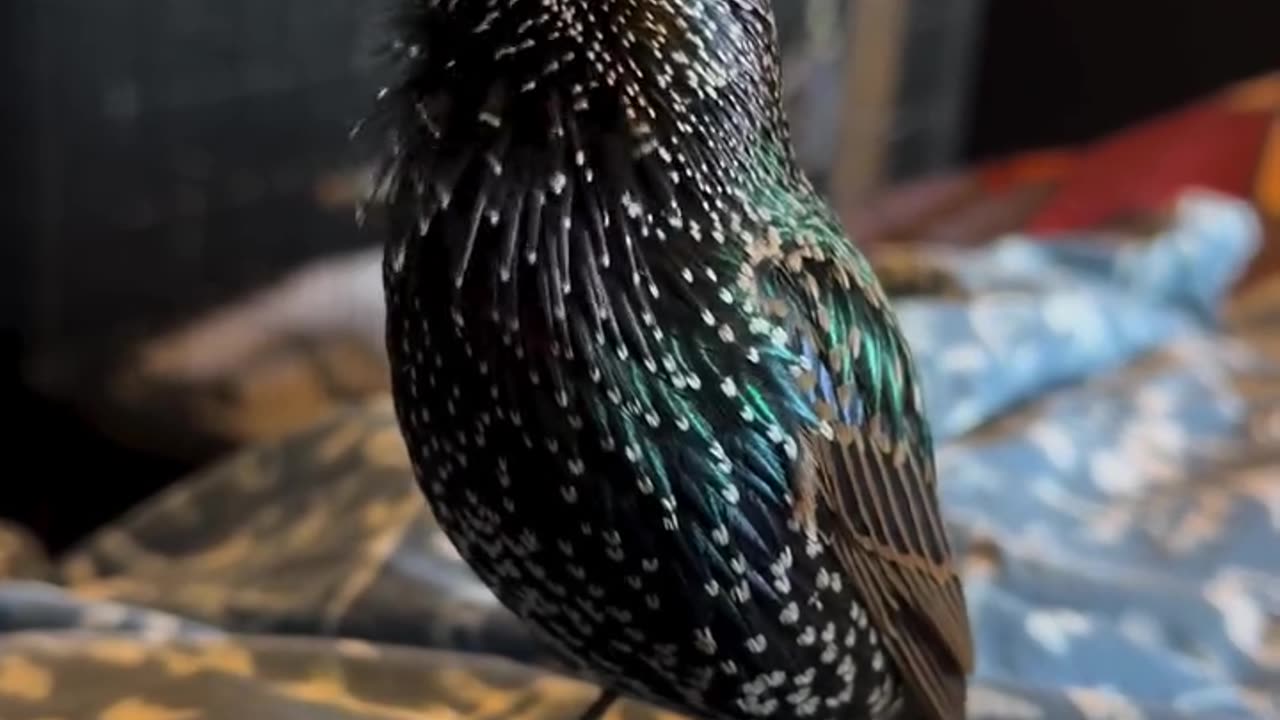 Starlings are known for their ability to mimic a wide range of sounds