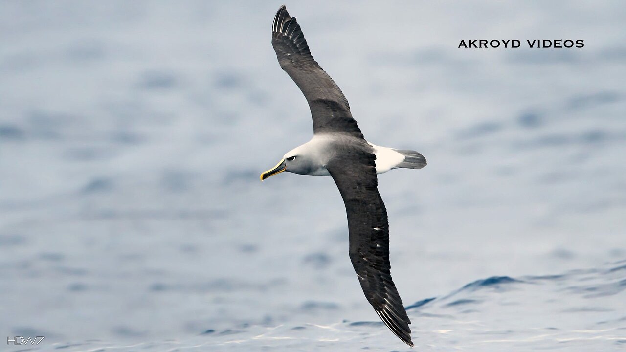 CORROSION OF CONFORMITY - ALBATROSS