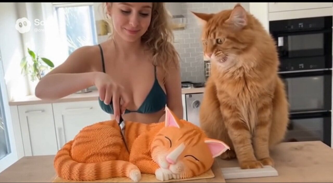 Cats cake prank π #funny