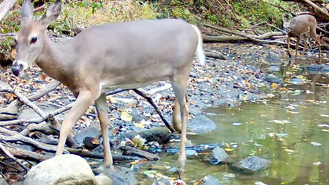 Doe Runs from an Approaching Buck
