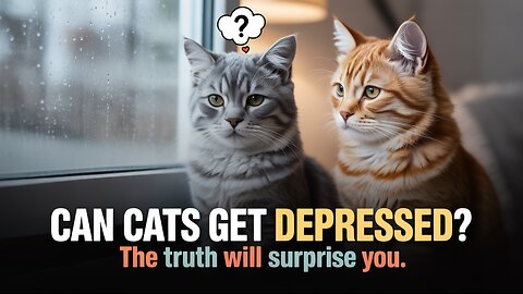 Can Cats Get Depressed? The Truth Will Surprise You #cats #felinehealth #sadcat #catbehavior