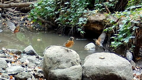 Robins Gathered at a Watering Hole