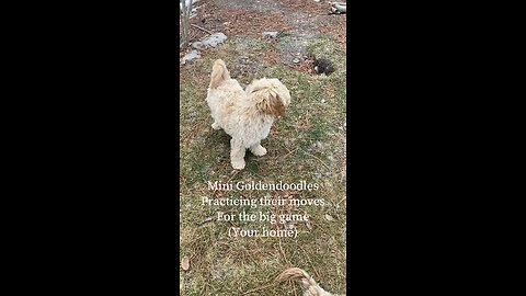 Mini Goldendoodles Ready for Big League