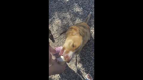 This Dog Loves Pup Cups!🐶🐕🦮