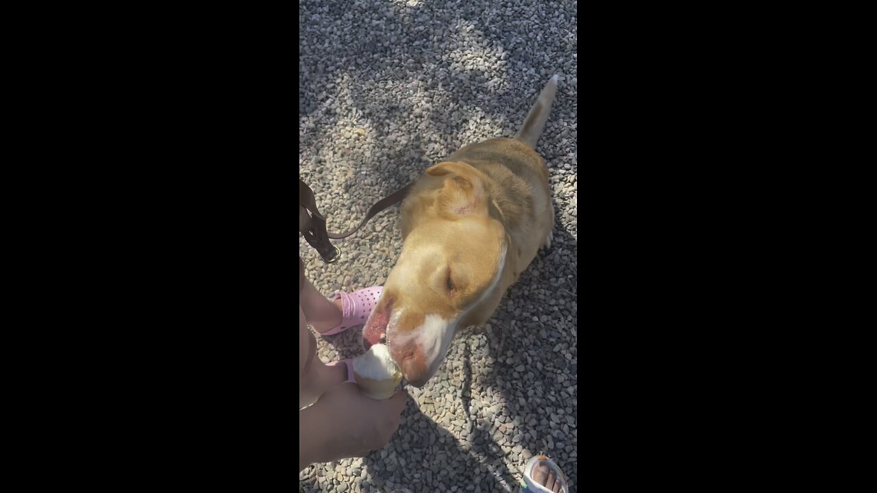 This Dog Loves Pup Cups!🐶🐕🦮