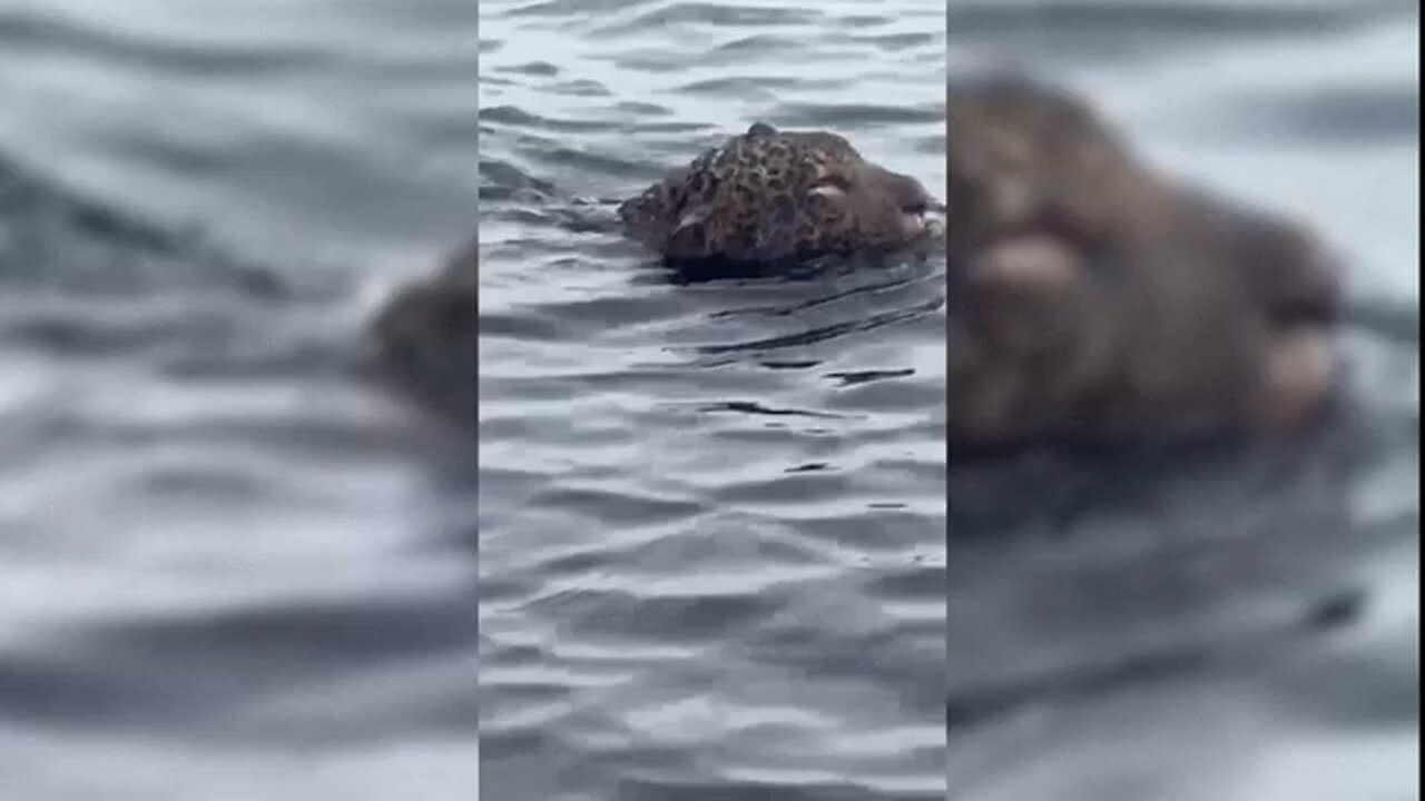 Jaguar with gunshot wounds rescued from river in Brazil