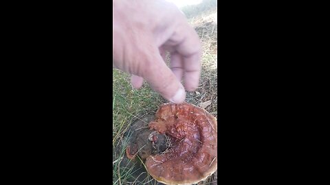 Reishi Mushroom find.