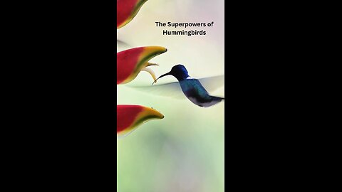 Super power of humming birds