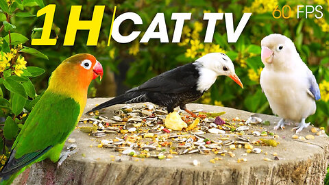 Videos For Cats - Relaxing Videos For Cats To Watch - CatTV Central