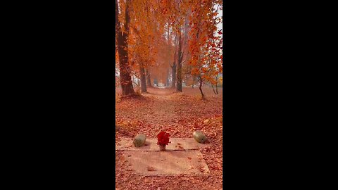 Kashmir || Beautiful kashmir Chinar Trees