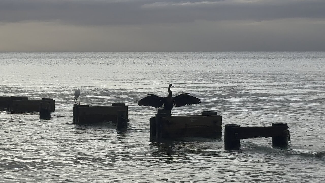 Bird Waves From Gulf of America
