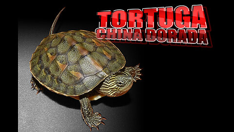 TORTUGA CHINA Golden Thread: Cuidados y curiosidades asombrosas