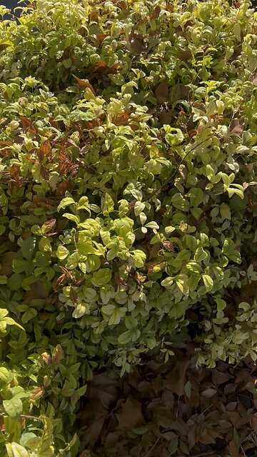 Good morning☀️Please tell someone that Jesus loves them 🙏🏼♥️ #bsb #jesus #love #amen