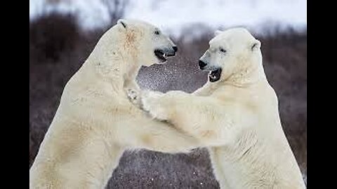 027-Churchill- Manitoba-Polar Bears Capital of the world