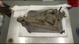 Dragons are REAL Dinosaurs are FAKE -- I brought it back! (Mith Chronicler)