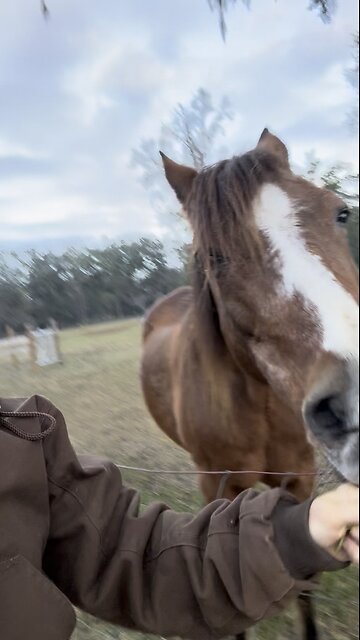 When your BFF is a 32-year old horse