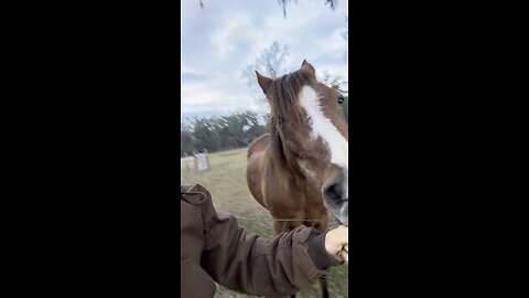 When your BFF is a 32-year old horse